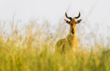 antelope in grass