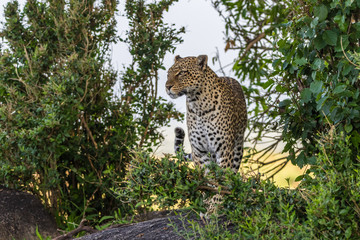 leopard in tree