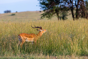 impala in savannah