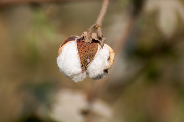 A boll of the cotton crop