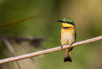 kingfisher on branch