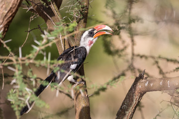 bird in tree