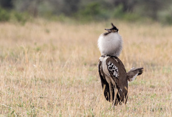 bird of prey
