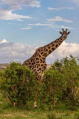 giraffe in the wild