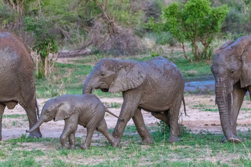 Fototapeta premium herd of elephants