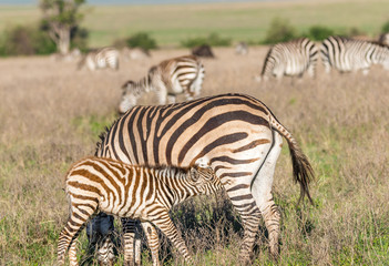 Fototapeta na wymiar zebras in field