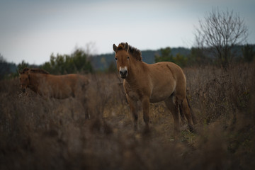 Chernobyl Lost Places