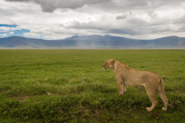 Obraz na płótnie Canvas lion in the field