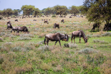 Fototapeta na wymiar wildebeest grazing