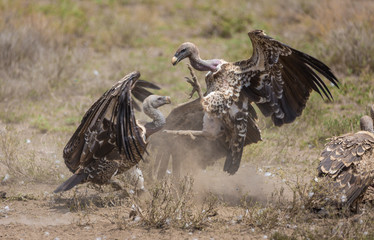vultures fighting