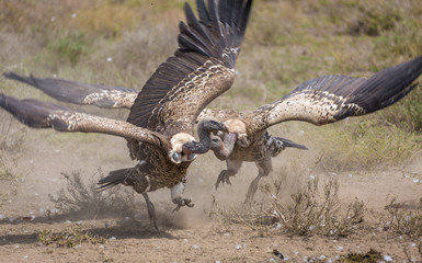 vultures fightings