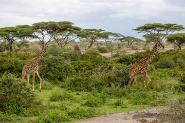 giraffes in Serengeti