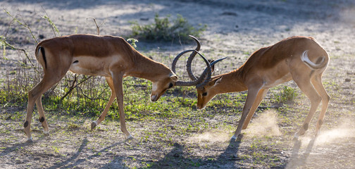 impalas fighting