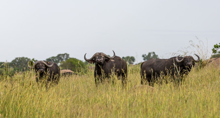 buffalo in field