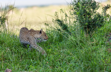 leopard in grass