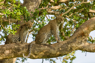 leopards in tree © Christian