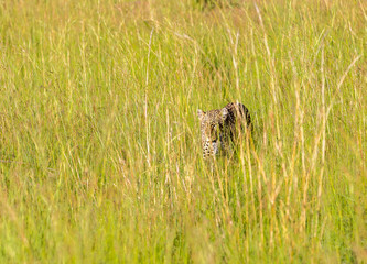 leopard in grass