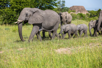 Naklejka na ściany i meble family of elephants