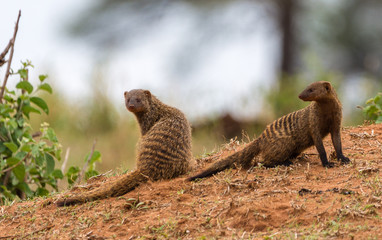 Mongoose