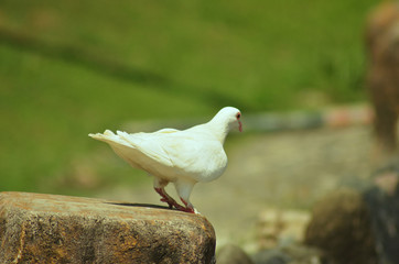 White pigeon about to fly on green background photo