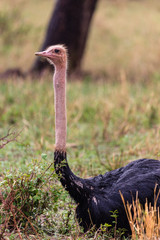 portrait of an ostrich