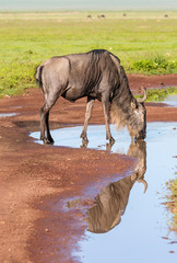 Fototapeta premium Wildebeest drinking water