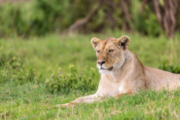 Fototapeta na wymiar Lion at rest