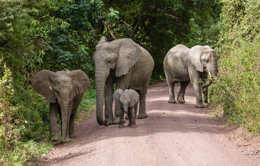 Elephant family marching