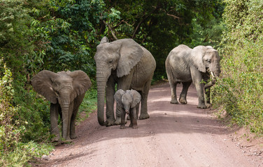Naklejka premium Elephant family marching