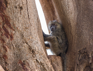 Baboon resting in tree