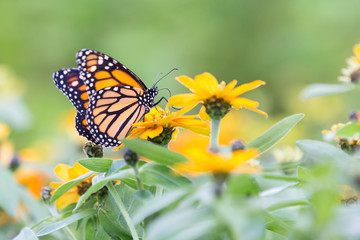 Fototapeta na wymiar Macro of an orange and black butterfly sitting on yellow flowers