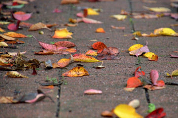 赤や黄色に色づいた葉っぱが歩道に落ちている風景
