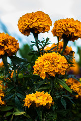 Cempazuchitl (dia de muertos)