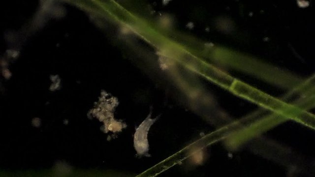 A microscopic copepod feeds.
