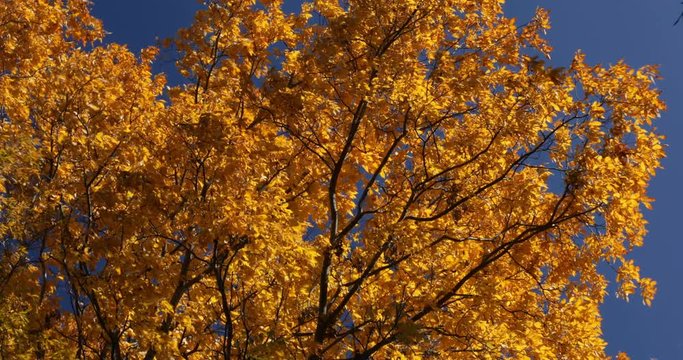 Bright yellow hickory tree to blowing leaves in the wind on a beautiful blue sky day
