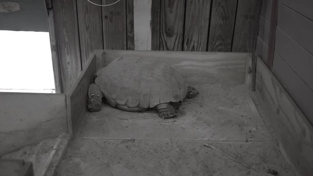 Tortoise hitting wall Black and White