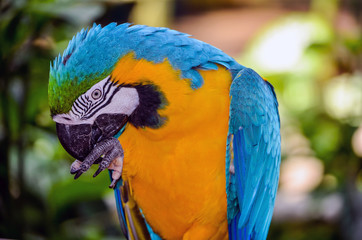 blue and yellow macaw