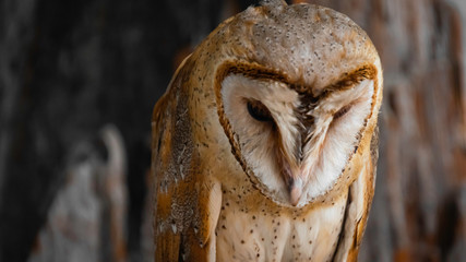 Animals in their Habitat