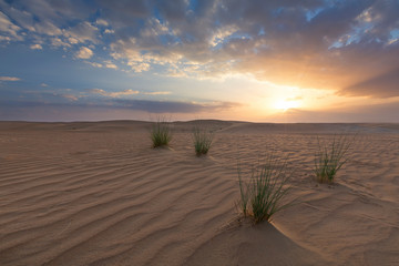 Landscape of sand dune and grass with clouds at sunset