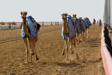 Course de chameaux à Dubaï avec un robot jockey sur la piste