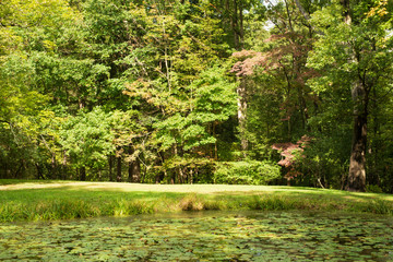 Obraz na płótnie Canvas Pond overtaken by green lily pads, sunny day