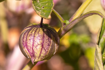 Purple veined tomatillo on a vine in the sun