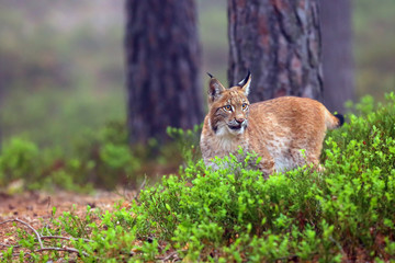 The Eurasian lynx (Lynx lynx), also known as the European lynx or Siberian lynx in autumn colors.