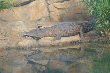 crocodile rest near the river 