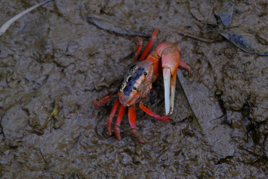 A red fiddler crab, calling crab in the wetland park