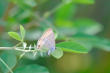 Marco view of Lampides boeticus, the pea blue, long-tailed blue, a small beautiful butterfly with beautiful yellow flower