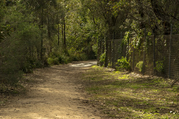Fototapeta premium camino al bosque