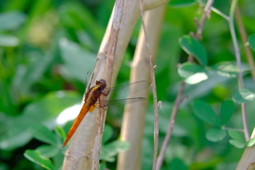 Marco view of a red hot color dragonfly
