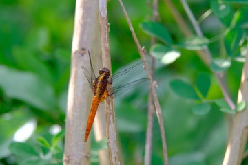 Marco view of a red hot color dragonfly