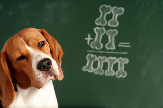 Как выглядят умные собаки Dog Math Зображення - огляд 2,392 Стокові фото, векторні зображення й відео Adob